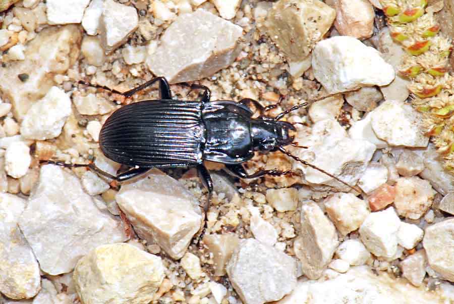 Carabidae da ID.